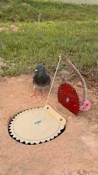Amazing DIY Pigeon Bird Trap Using Spring #camping #outdoors #bushcraft