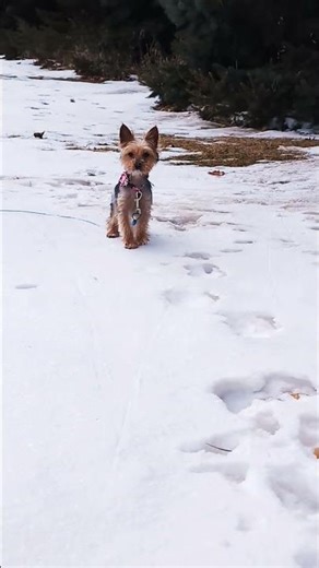 Pepper's Outside Adventure