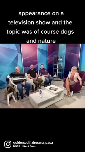 Golden Wolf (@golden_wolf_dogtraining)’s videos with original sound - Golden Wolf