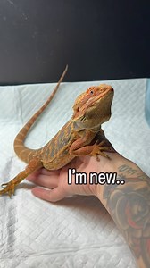 4.8K views · 591 reactions | Meet Zuko. He is an almost-1-year-old leatherback beardie who was surrendered today. He was surrendered with a 120 gallon enclosure (which won’t fit in my car) and appropriate lighting (which is always refreshing). I was told he eats well. He doesn’t have any obvious health concerns but he will go through a quarantine/monitoring period before his search begins for a new home. | House of Pancakes Reptile Rescue Inc. | Facebook