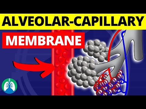 Alveolar-Capillary Membrane (Medical Definition) | Blood-Air Barrier