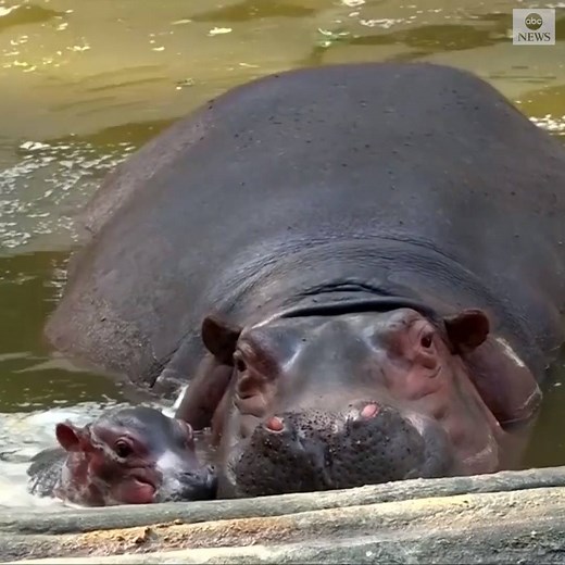 222K views · 4.5K reactions | NEW ARRIVAL: A zoo in India welcomed a baby hippo in healthy condition. The calf was playful with its protective mother, named Dimpy, who hasn't allowed zookeepers to get close enough to determine if the baby hippo is male or female. https://abcn.ws/2Fs2uDz | ABC News | Facebook
