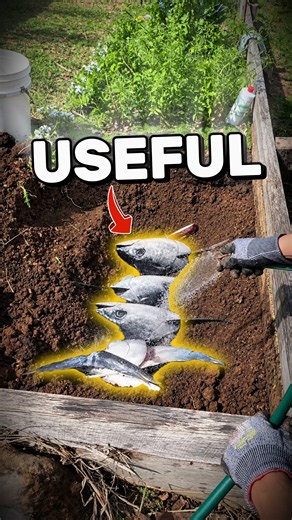 Why do People Bury Fish in Their Gardens 🤯
