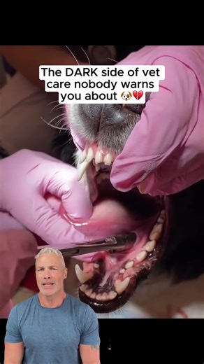 If you want the exact sardine recipe I feed my dogs, comment “COAT” 🐕 #petdog #doghealthtips #dogowners