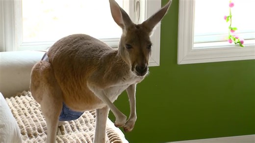 Kangaroo is home after scaling 8-foot fence at zoo
