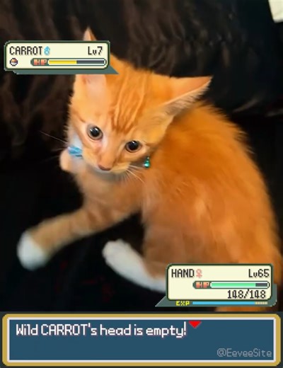 Orange Kitten on a Rampage in Pokemon! - EeveeSite #irlpokemon #pokemon #funnycats #orangecat