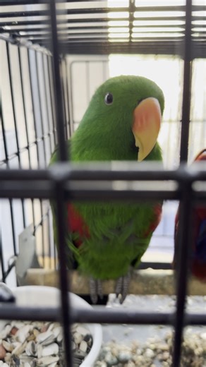 Animalis Petshop🐾 on Instagram: "🦜🦜"