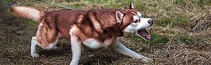 Siberian Husky Dog Breed
