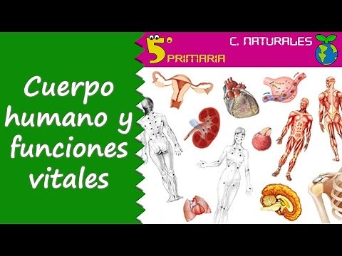 Cuerpo humano y funciones vitales. Naturales, 5º Primaria. Tema 4