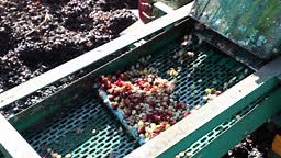 Coffee cherry pulping machine farmer. coffee bean machine process....
