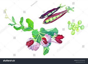 King Tut Garden Pea Vector Illustration Stock Vector (Royalty Free) 2407844505 | Shutterstock