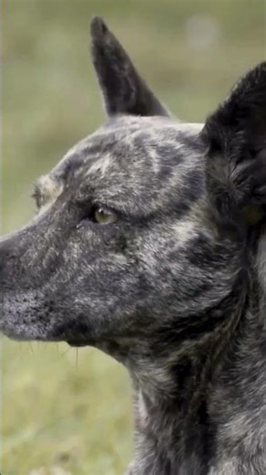 THE HIDDEN POWER DOGS USE TO DETECT NATURAL DISASTERS😱🔥 #canecorso #dogtraining #puppy