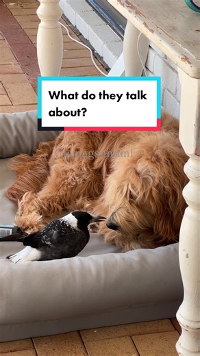 Magpie and Goldendoodle Bonding | Cute Conversations Between a Bird and a Dog