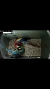 12K reactions · 178 shares | Come on... #miligoldmacaw #scarletmacaw #hybridmacaw | 3B Hybrid Parrots Farm | Facebook