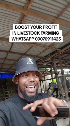 why bsf is the ultimate solution in livestock feed