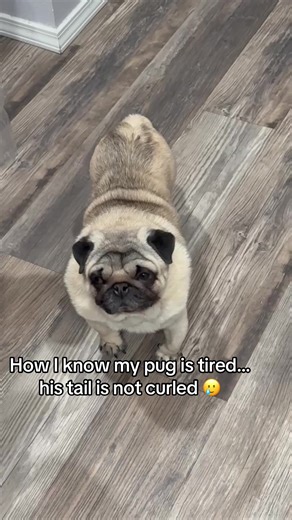 Understanding When Your Pug is Tired