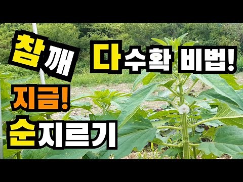 참깨 순지르기 / 참깨 지금 꼭 해야 다수확! / 참깨 다수확 방법 / 참깨재배법