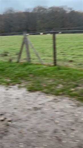 299 reactions | And of course the compulsory all important Emu Test  | The Sussex Dogs Home | Facebook