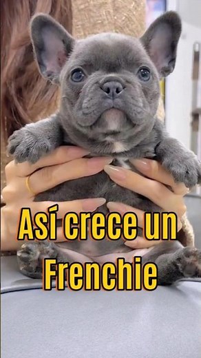 This is how a French Bulldog grows up!