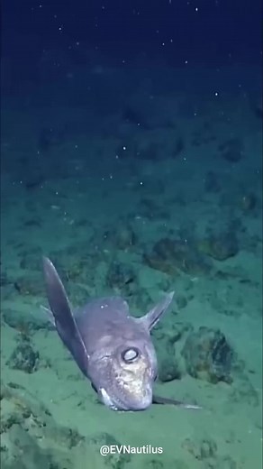 Ghost Shark | The Mysterious Deep Sea Fish #ghostshark #animalfacts #knowledge #documentary #foryou | Nature Lens