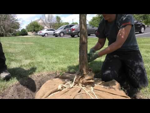 Best Practices - Tree Planting Part 2