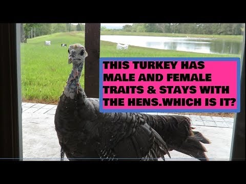 Super close up look at a Bearded Hen turkey!