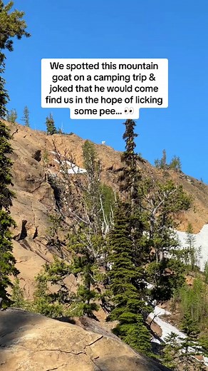 Fun fact: mountain goats love salt… and human pee is filled with salt & other minerals that they need to survive. Hence why you often see them lurking around hikers or campsites 🏕️🐐 ⚠️ Never approach or feed a wild animal and keep a safe distance from mountain goats. If one is curious and gets too close, rangers suggest waving your arms / clothes and yelling at it to get back. 📍Washington State