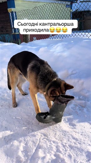 Смішні моменти з контролеркою та німецькою вівчаркою