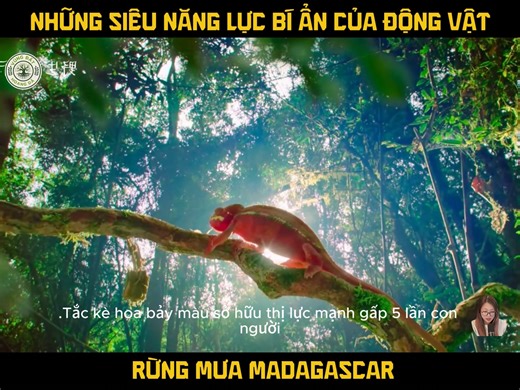Những Siêu Năng Lực Bí Ẩn Của Động Vật Rừng Mưa Madagascar | Động vật hoang dã