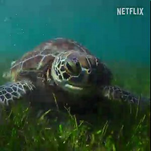 6.9K views · 899 reactions | From the birth of the Sun to the birth of a sea turtle, Our Universe, Narrated by Morgan Freeman, uses groundbreaking tech to visualize how all our lives are connected to the stars. Our Universe is only on Netflix November 22nd. | Netflix | Facebook