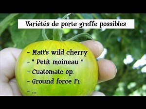 Comment greffer des tomates / greffe de tomate (partie 1)