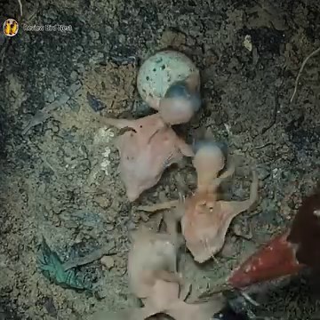 1.3M views · 13K reactions | Javan kingfisher Birds Have a very special food for her baby to eat | Review Bird Nest | Facebook