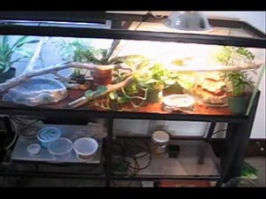 Chinese Water Dragon Care Part 1