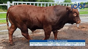 Did you know? ICBF purchases progeny from bulls that are progeny tested through the beef Gene Ireland programme. An example of a bull tested in the Tully Progeny Test Centre can be seen in the video below. Sired by SA7044 Check it out! | ICBF