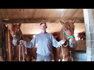 Our Suffolk Punch Colts are Growing like Crazy!!! New Halters & A Trip to the Amish Harness Shop