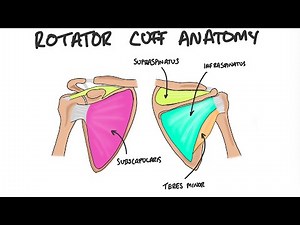 Rotator cuff anatomy - hand drawn and explained simply