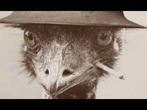 Emu War Flashbacks