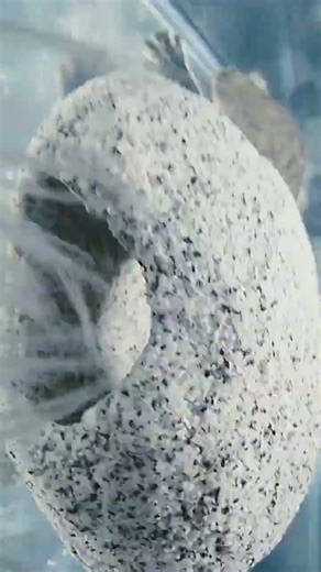 you can get the in the pet shop part 3