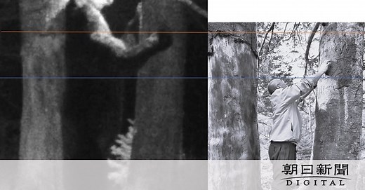 300キロ級も　ヒグマ7～8頭が町内会にいました　知床で動画撮影