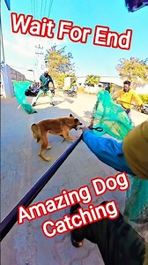 FA9LA Street Dog Catching Gojo