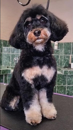 Cavapoo's adorable grooming session 🧸 #teddybearcut