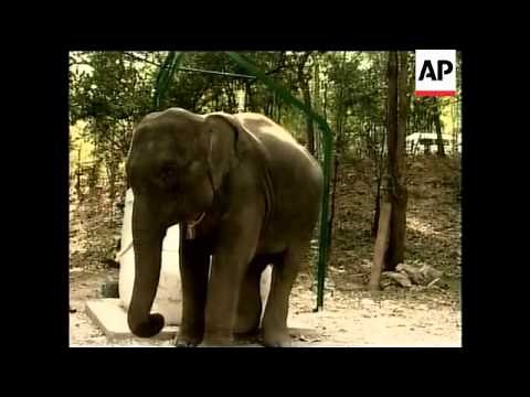Giant WC for toilet trained elephants draws tourists