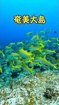 ダイビング 奄美大島３ ★魚たちの群れ
