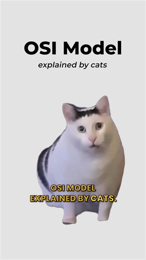 OSI Model, explained by cats. #cat #code #network #layers #osi