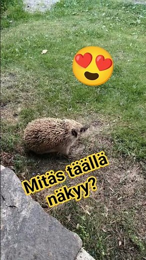 Siili vierailulla ❤#wildlife#finland#nature#love#youtubeshorts