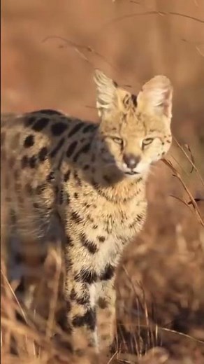 Serval Africa’s Incredible High-Jumping Hunter | Amazing Animal Facts