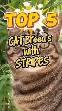 Top 5 Cat Breeds With Stripes 🐯 (Number 1 Looks Like a Tiger!) #catbreeding