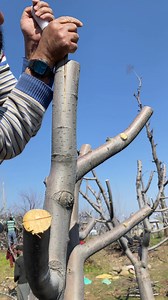 3.5K reactions · 401 shares | Kya aap ko is ki grafting pasand hai #CherryBlossom #desi #NorthKashmir #organicfarming #design #ecofriendly #challenge Maqsood Dar Manzoor D Khanday Agriculture Point @highlight | Basit Yousuf | Facebook