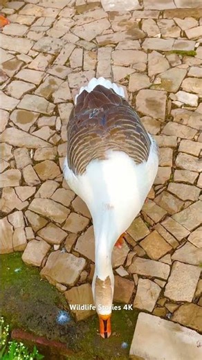 Hungry Duck Running for Food 4K | Cute Duck Video | Funny & Adorable Animal Moments