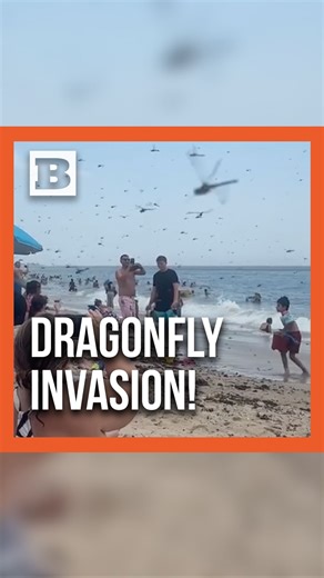 282K views · 10K reactions | Ring any bells? While it’s not uncommon for dragonflies to migrate, the sheer number present at the beach left many wondering what could have caused such a dramatic gathering. | Breitbart | Facebook